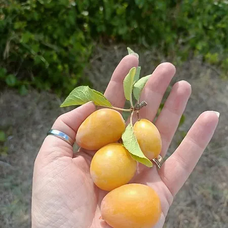 Il Praedio Della Reale Alojamento de Turismo Rural *